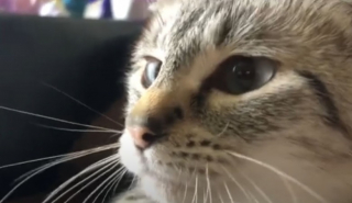 Illustration de l'article : Ce chat a trouvé une astuce amusante pour ne plus interrompre son maître en plein travail