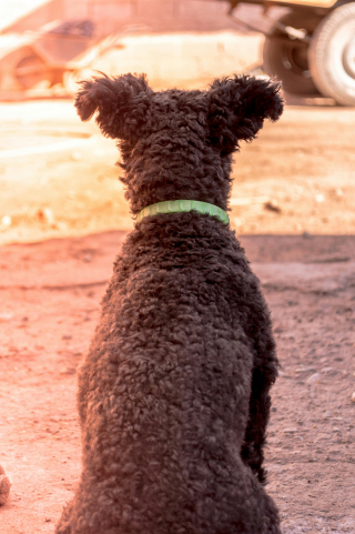 Illustration de l'article : Au Revoir Compagnon, le nouveau site de conseils, d’entraide et d’écoute pour les propriétaires d’animaux endeuillés