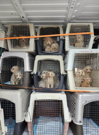 Illustration de l'article : En allant travailler, l’employé d’un parc régional découvre plusieurs dizaines de chiens abandonnés (vidéo)