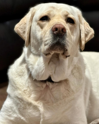 Illustration de l'article : Recrutée par des pompiers, cette chienne découvre sa nouvelle caserne avec enthousiasme (vidéo)