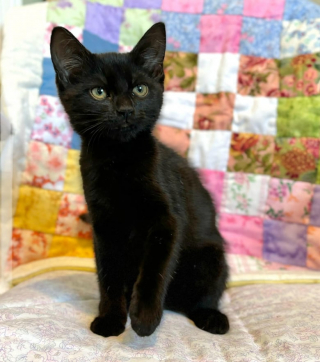 Illustration de l'article : Abandonné dans une décharge, un chaton miaule au secours et accourt vers les sauveteurs qui l’appellent (vidéo)