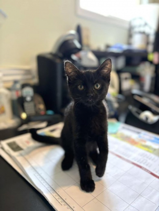 Illustration de l'article : Abandonné dans une décharge, un chaton miaule au secours et accourt vers les sauveteurs qui l’appellent (vidéo)