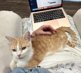 Illustration de l'article : Une femme tombe sous le charme d’un chat et promet de lui offrir une vie heureuse