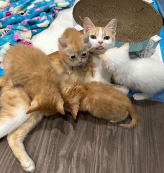 Illustration de l'article : Une femme tombe sous le charme d’un chat et promet de lui offrir une vie heureuse