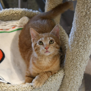 Illustration de l'article : Un chaton gravement malade et orphelin est sauvé par des bénévoles et trouve le bonheur