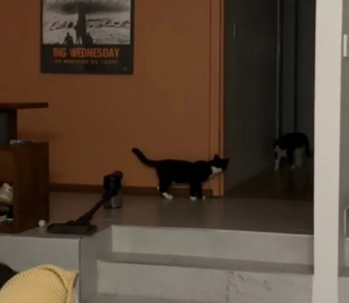 Illustration de l'article : Un chat aide son ami félin récemment adopté à s’adapter à la vie de famille (vidéo)