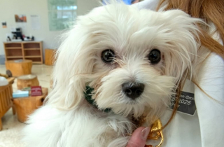 Illustration de l'article : Atteint d’une maladie cardiaque, ce Bichon Maltais a été sauvé grâce à une prouesse chirurgicale