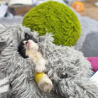 Illustration de l'article : Un chaton avec une patte déformée est sauvé et réapprend à courir