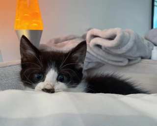 Illustration de l'article : Un chaton avec une patte déformée est sauvé et réapprend à courir