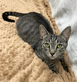 Illustration de l'article : Une chatte abandonnée et enceinte est découverte à l’entrée d’un refuge