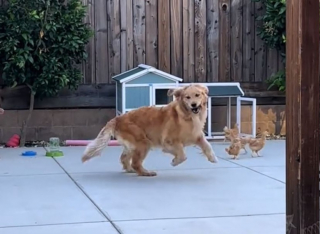 Illustration de l'article : Ce Golden Retriever joueur s’amuse avec des amis inattendus (vidéo)