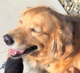 Illustration de l'article : Ce Golden Retriever joueur s’amuse avec des amis inattendus (vidéo)