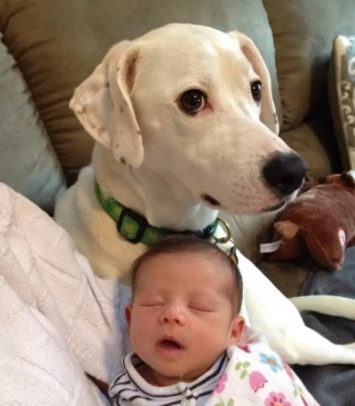 Illustration de l'article : 10 photos de chiens qui adorent les enfants