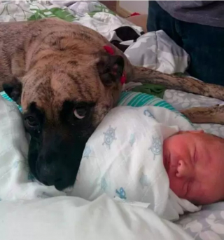 Illustration de l'article : 10 photos de chiens qui adorent les enfants