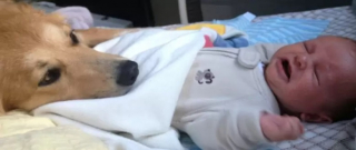 Illustration de l'article : 10 photos de chiens qui adorent les enfants