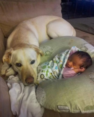 Illustration de l'article : 10 photos de chiens qui adorent les enfants