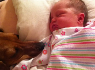 Illustration de l'article : 10 photos de chiens qui adorent les enfants