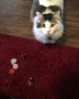 Illustration de l'article : 14 moments où des chats sont pris la patte dans le sac (ou presque)