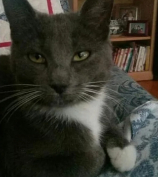 Illustration de l'article : 14 moments où des chats sont pris la patte dans le sac (ou presque)