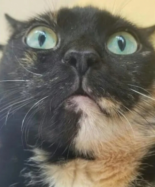 Illustration de l'article : 14 moments où des chats sont pris la patte dans le sac (ou presque)