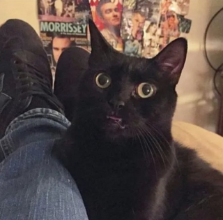 Illustration de l'article : 14 moments où des chats sont pris la patte dans le sac (ou presque)