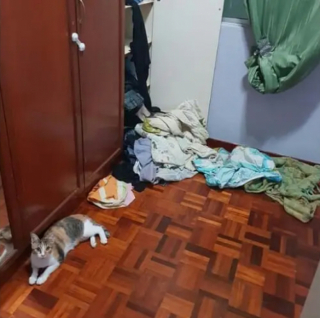 Illustration de l'article : 14 moments où des chats sont pris la patte dans le sac (ou presque)