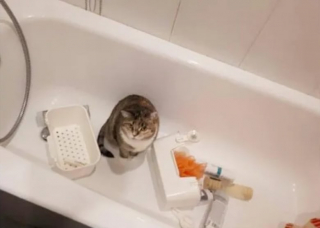 Illustration de l'article : 14 moments où des chats sont pris la patte dans le sac (ou presque)