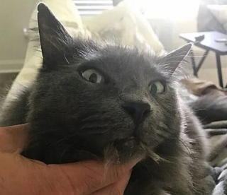 Illustration de l'article : 14 moments où des chats sont pris la patte dans le sac (ou presque)