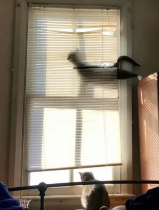 Illustration de l'article : 14 moments où des chats sont pris la patte dans le sac (ou presque)