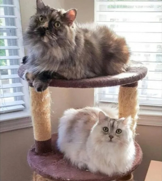 Illustration de l'article : 14 moments où des chats sont pris la patte dans le sac (ou presque)