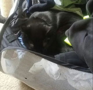 Illustration de l'article : 14 moments où des chats sont pris la patte dans le sac (ou presque)