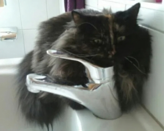 Illustration de l'article : 14 moments où des chats sont pris la patte dans le sac (ou presque)