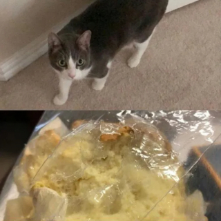 Illustration de l'article : 14 moments où des chats sont pris la patte dans le sac (ou presque)