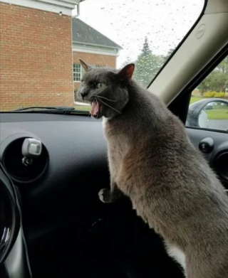 Illustration de l'article : 14 moments où des chats sont pris la patte dans le sac (ou presque)