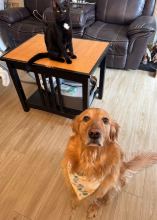Illustration de l'article : Un Golden Retriever a fait du chat de la maison son masseur personnel (vidéo)