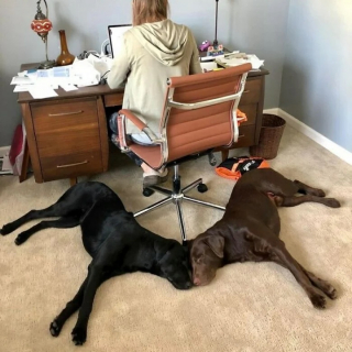 Illustration de l'article : 12 photos de chiens et de chats qui savent faire rire leurs maîtres