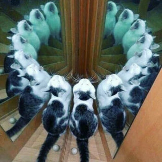 Illustration de l'article : 12 photos de chiens et de chats qui savent faire rire leurs maîtres