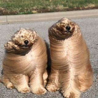 Illustration de l'article : 12 photos de chiens et de chats qui savent faire rire leurs maîtres