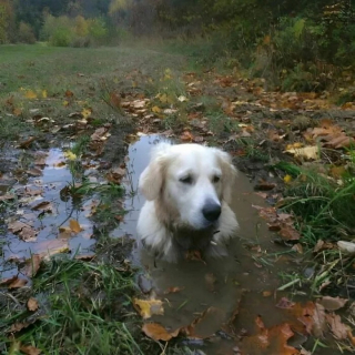 Illustration de l'article : 12 photos de chiens et de chats qui savent faire rire leurs maîtres