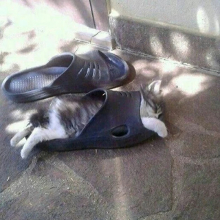 Illustration de l'article : 12 photos de chiens et de chats qui savent faire rire leurs maîtres