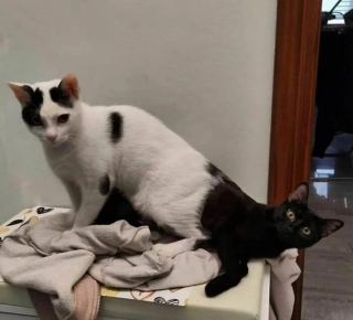 Illustration de l'article : 12 photos de chiens et de chats qui savent faire rire leurs maîtres