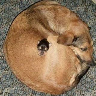 Illustration de l'article : 12 photos de chiens et de chats qui savent faire rire leurs maîtres