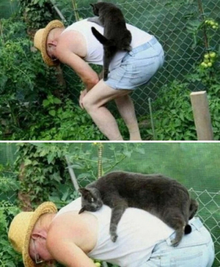 Illustration de l'article : 12 photos de chiens et de chats qui savent faire rire leurs maîtres