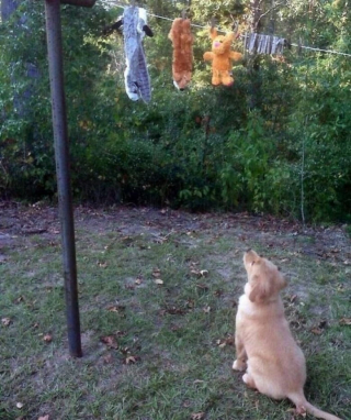 Illustration de l'article : 12 photos de chiens et de chats qui savent faire rire leurs maîtres