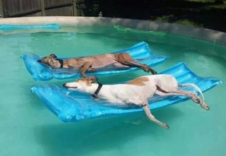 Illustration de l'article : 12 photos de chiens et de chats qui savent faire rire leurs maîtres