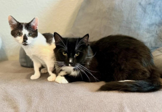 Illustration de l'article : Un chat errant blessé devient ami avec un chaton durant sa convalescence