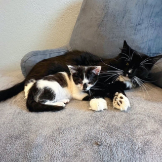 Illustration de l'article : Un chat errant blessé devient ami avec un chaton durant sa convalescence