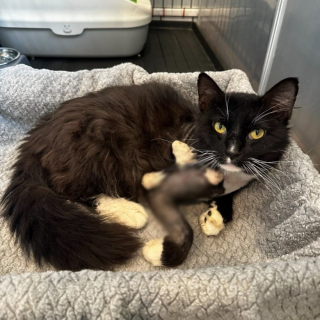 Illustration de l'article : Un chat errant blessé devient ami avec un chaton durant sa convalescence