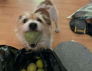 Illustration de l'article : Un Jack Russell de 9 ans collectionne les balles de tennis avec une grande obstination (vidéo)