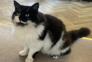 Illustration de l'article : Une femme retrouve son chat vivant 4 jours après sa crémation supposée